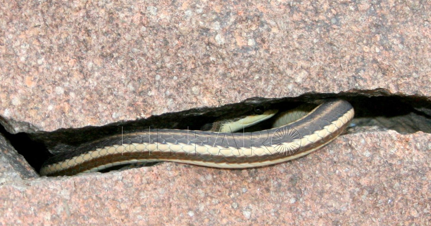 Culebra de las arenas
