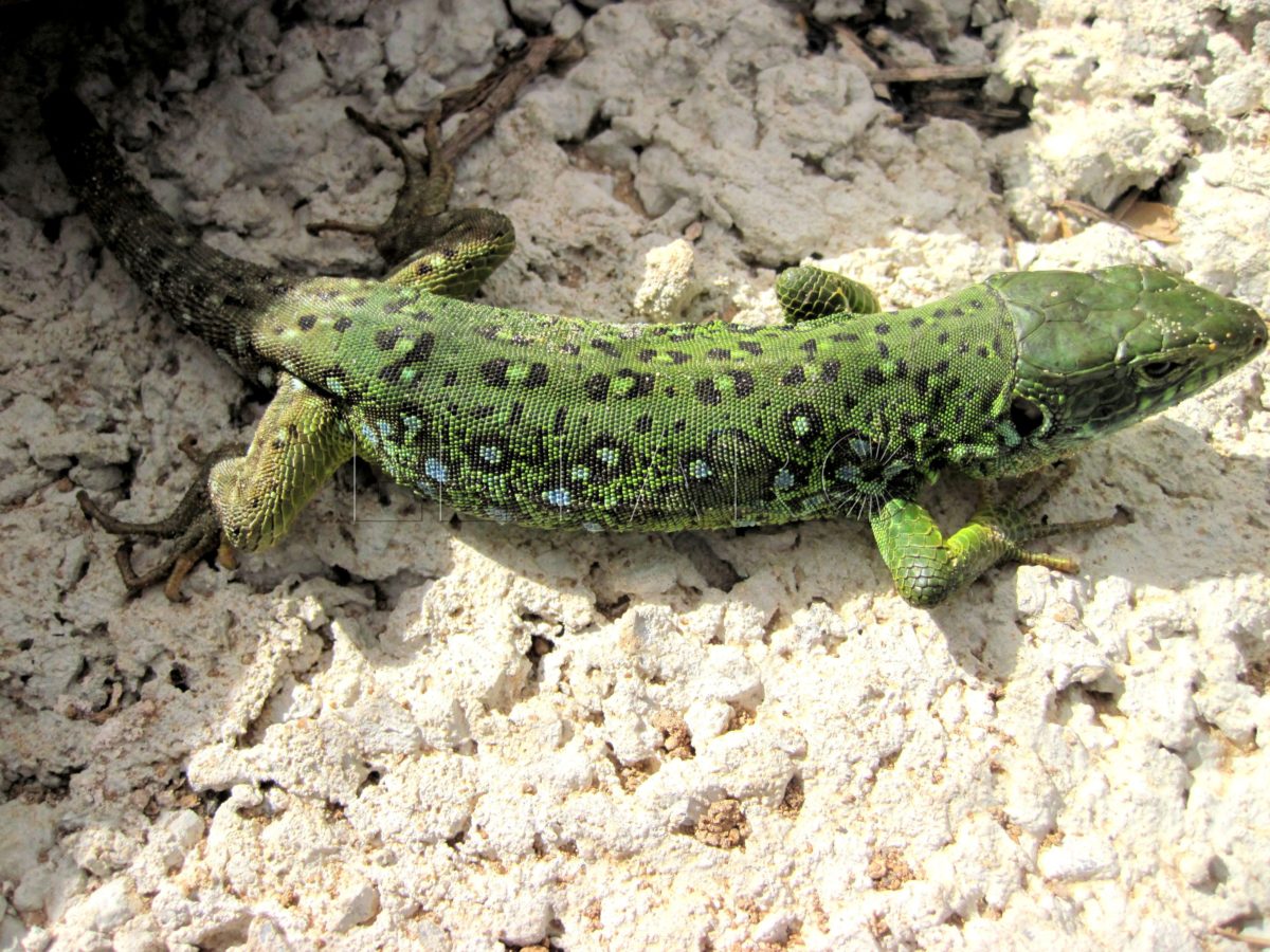 Lagarto ocelado del Atlas. El gigante de los lacértidos de la Guelaya