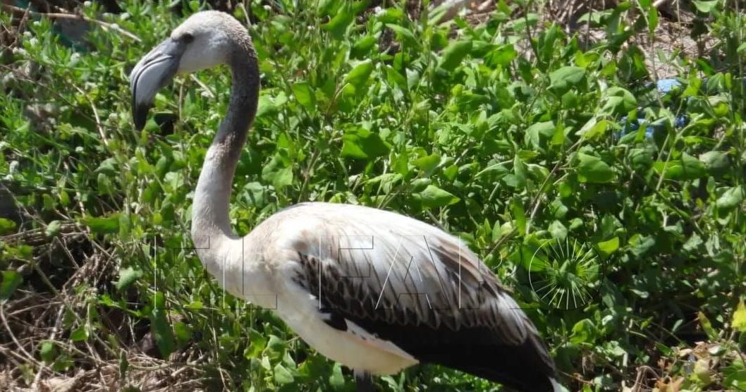 Avistado un flamenco joven en el Río de Oro de Melilla