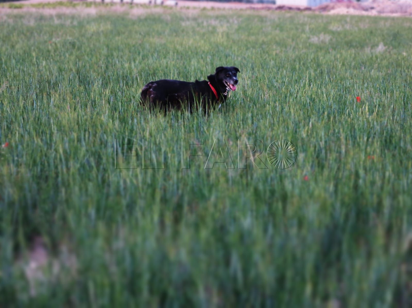 Cuidar de un perro o gato ayuda mejorar el bienestar emocional y físico de las personas