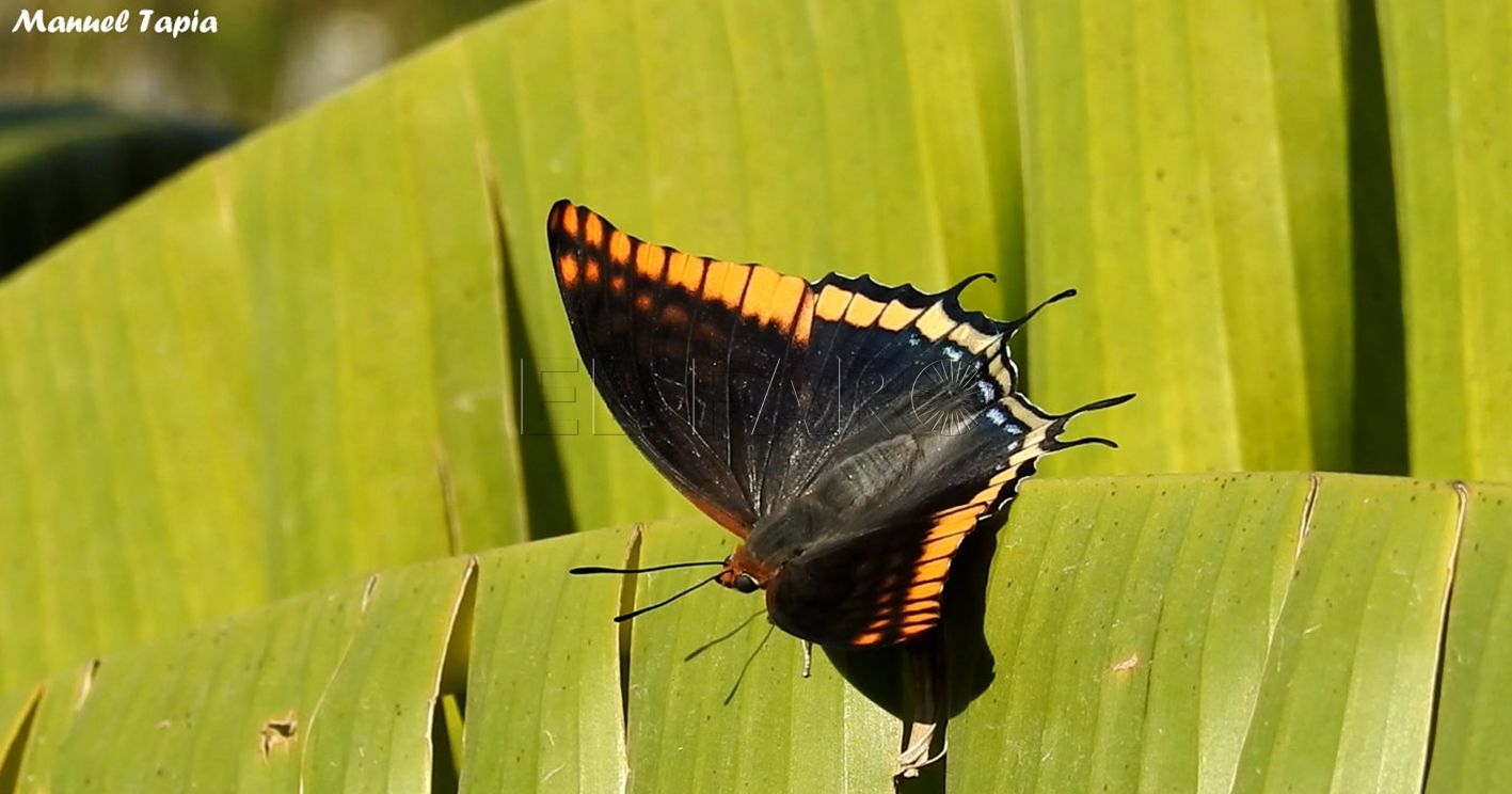 Mariposa del madroño