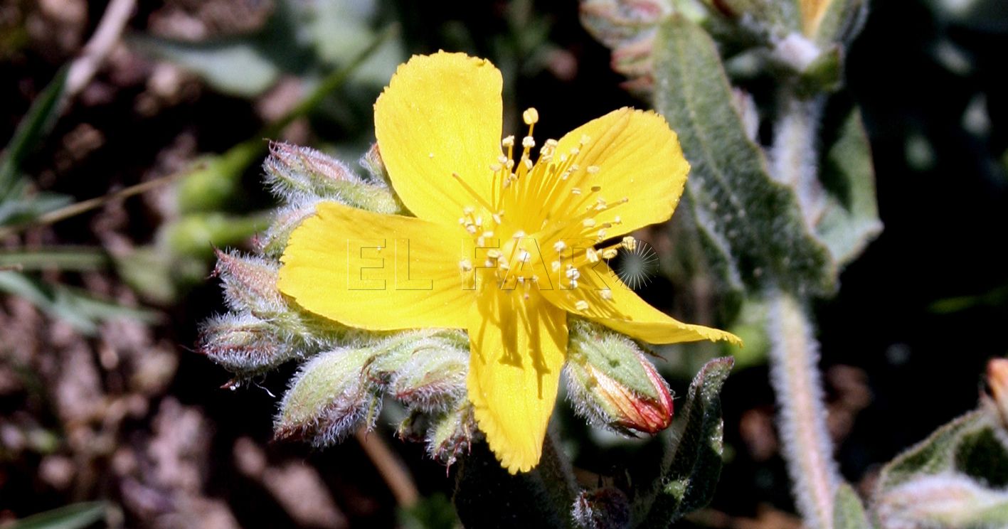 Hierba de San Juan: Una flor y muchas leyendas