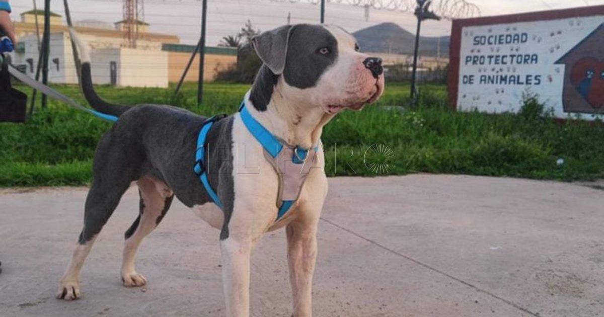 La Sociedad Protectora de Animales pospone la concentración prevista para este sábado