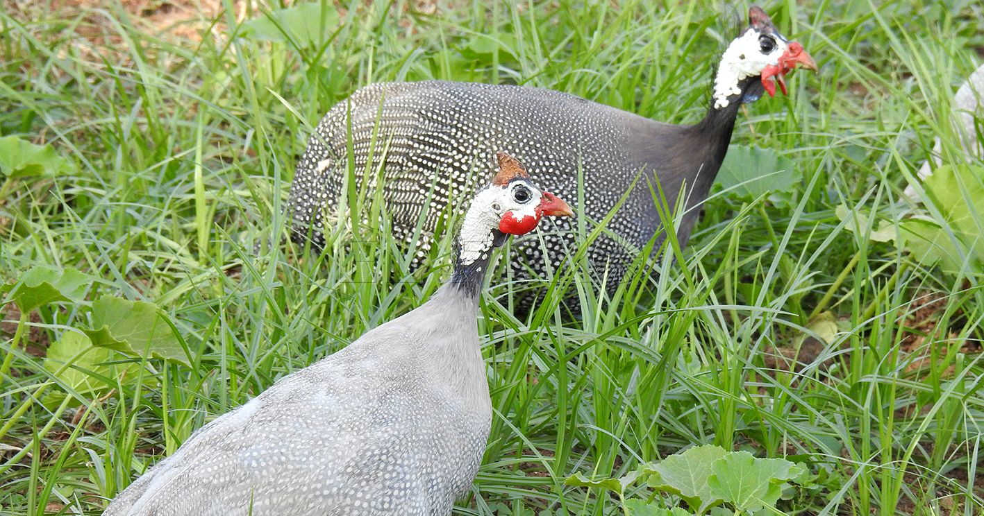 Gallinas de Guinea: aves domésticas con alma africana