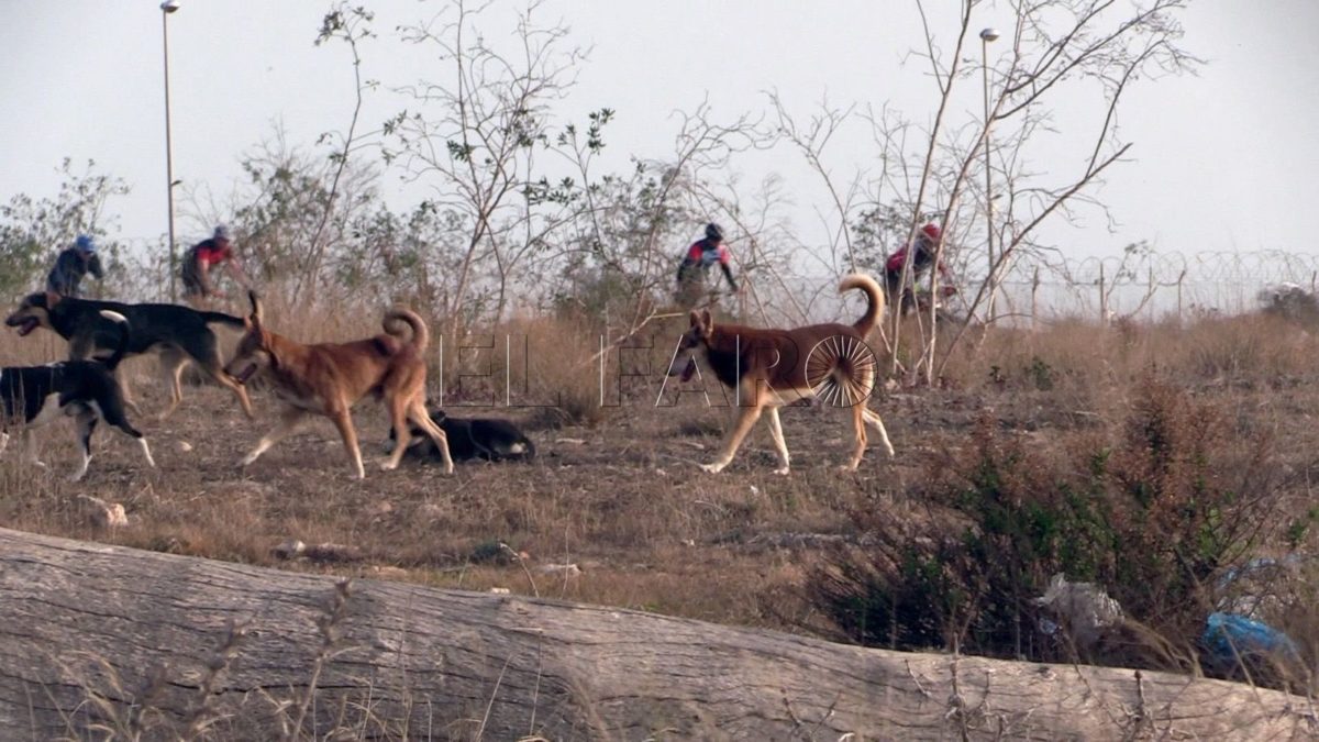 Adjudicado el contrato de arrendamiento y manutención del centro de acogida, atención, observación y recuperación de animales domésticos