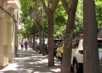 La importancia de los árboles para frenar el calor