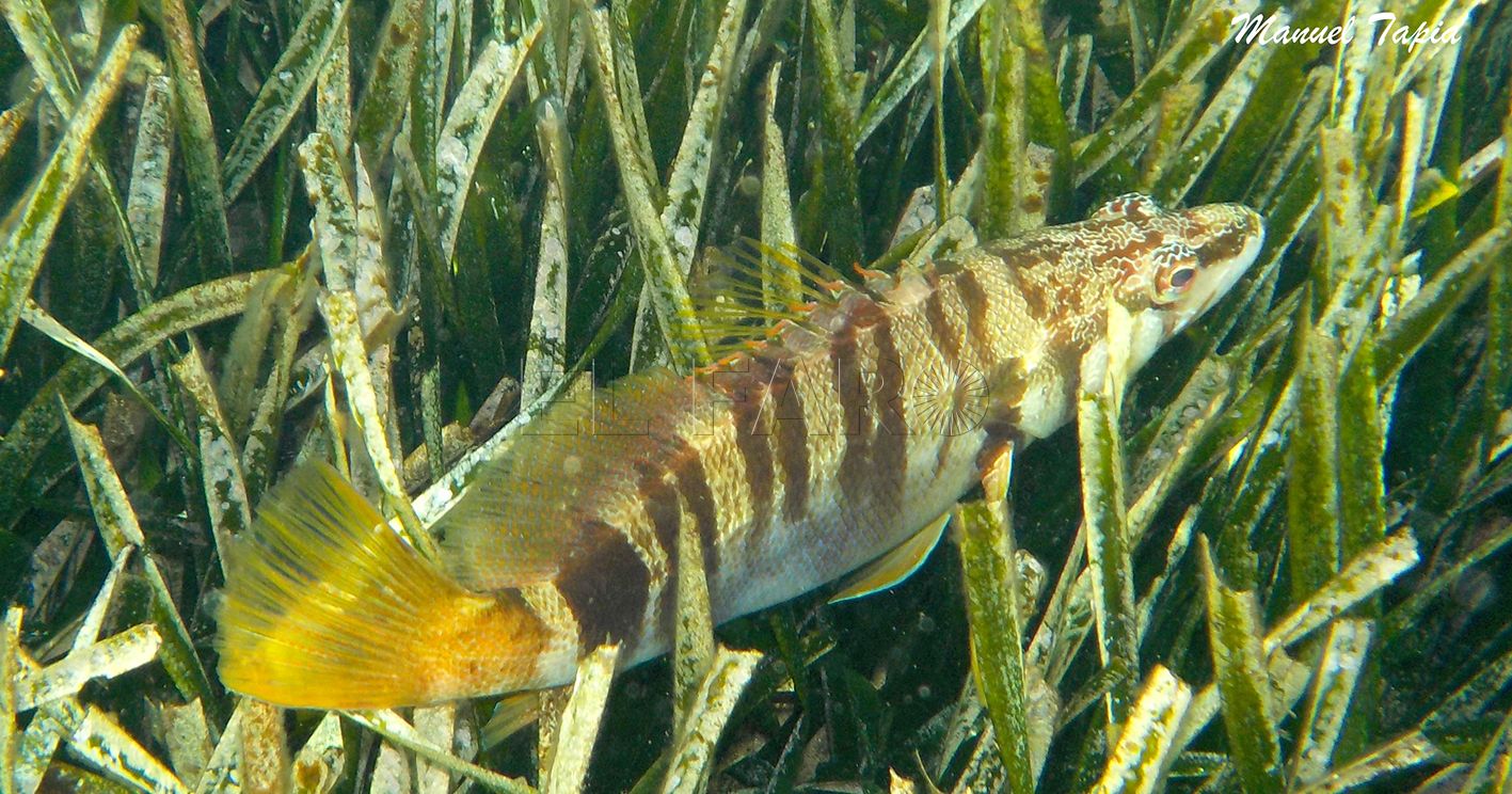 Vaquita serrana