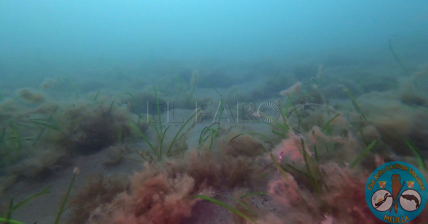 Buceadores del Club Ánfora encuentran Cymodocea nodosa en aguas de Melilla