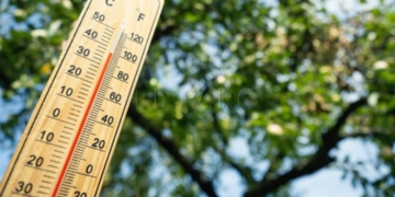 Wooden thermometer with red measuring liquid showing high temperature over 36 degrees Celsius on sunny day on background of apple tree. Concept of heat wave, warm weather, global warming, climate.