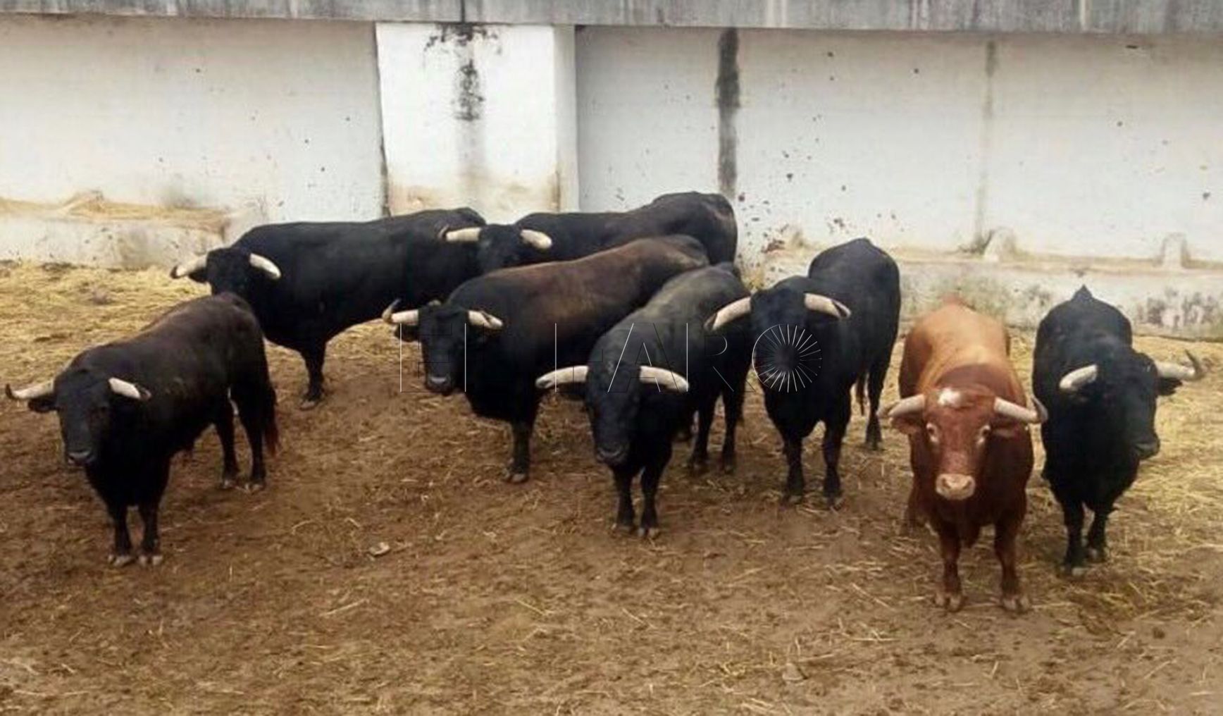 Piden retirar la oferta taurina asociada al carnet joven de Melilla