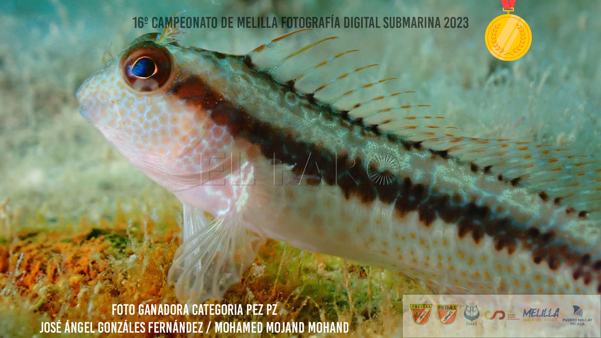 Grandes trabajos en el Autonómico de fotografía submarina 2023