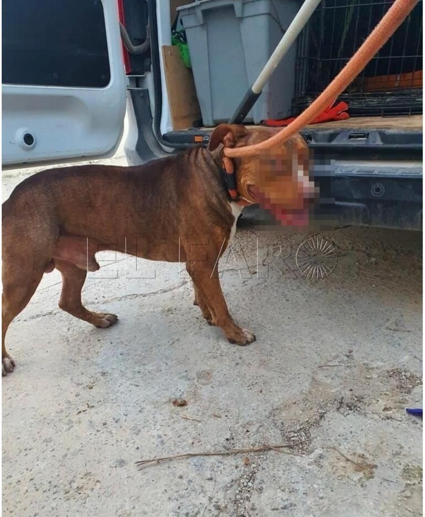 La Policía Local desmantela un criadero clandestino de perros potencialmente peligrosos