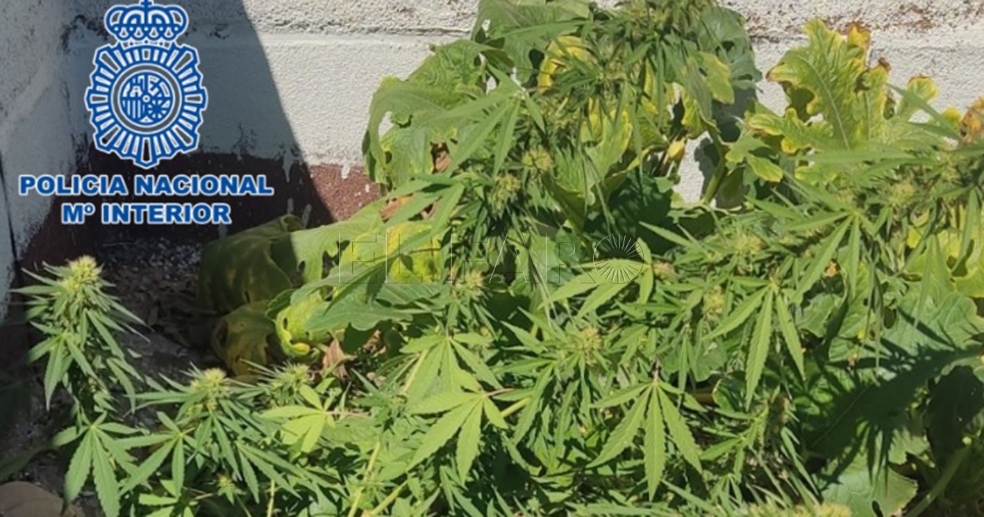 La Policía Nacional detiene a una persona con 1,5 kilos de marihuana en su domicilio