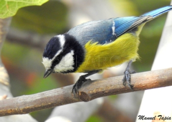 Herrerillo africano (Cyanistes teneriffae ultramarinus), con su característica boina oscura.