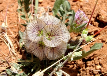 Fruto de Escabiosa (Lobelosia stellata).