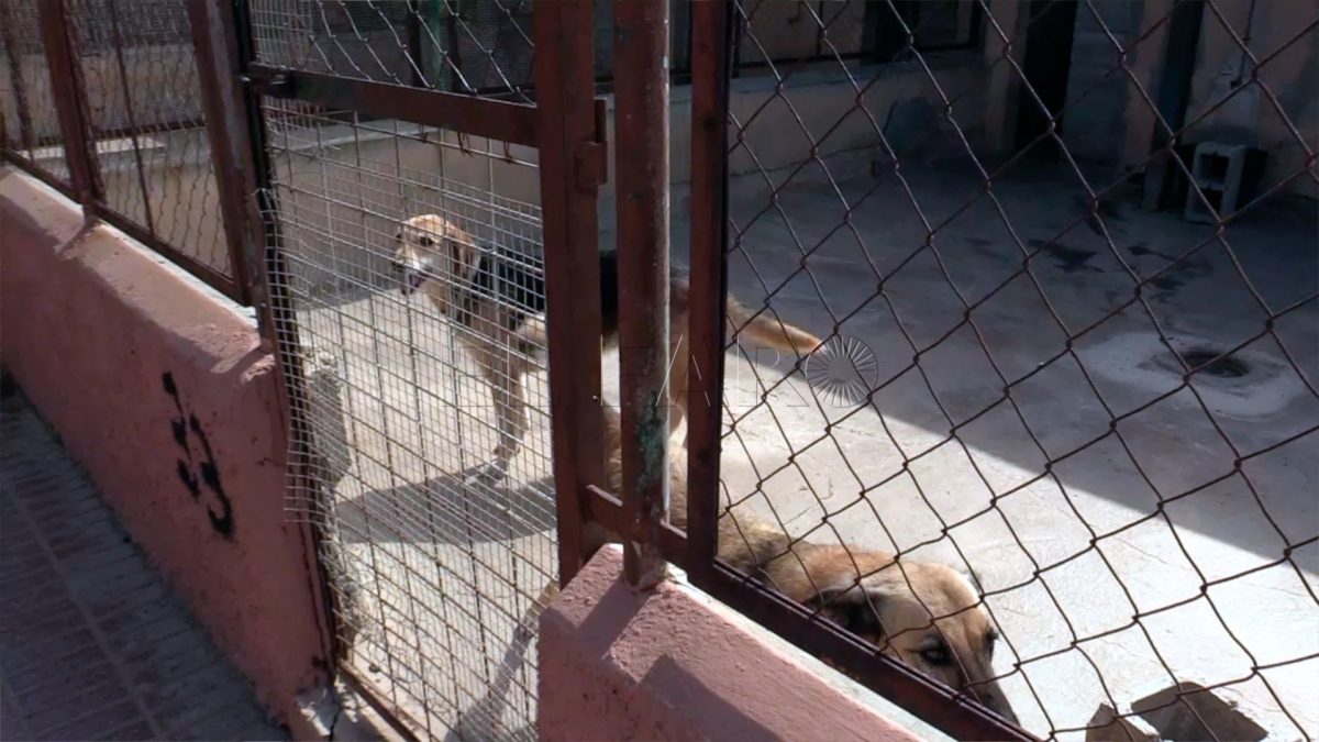 La Protectora de Animales realizará una concentración el 1 de octubre