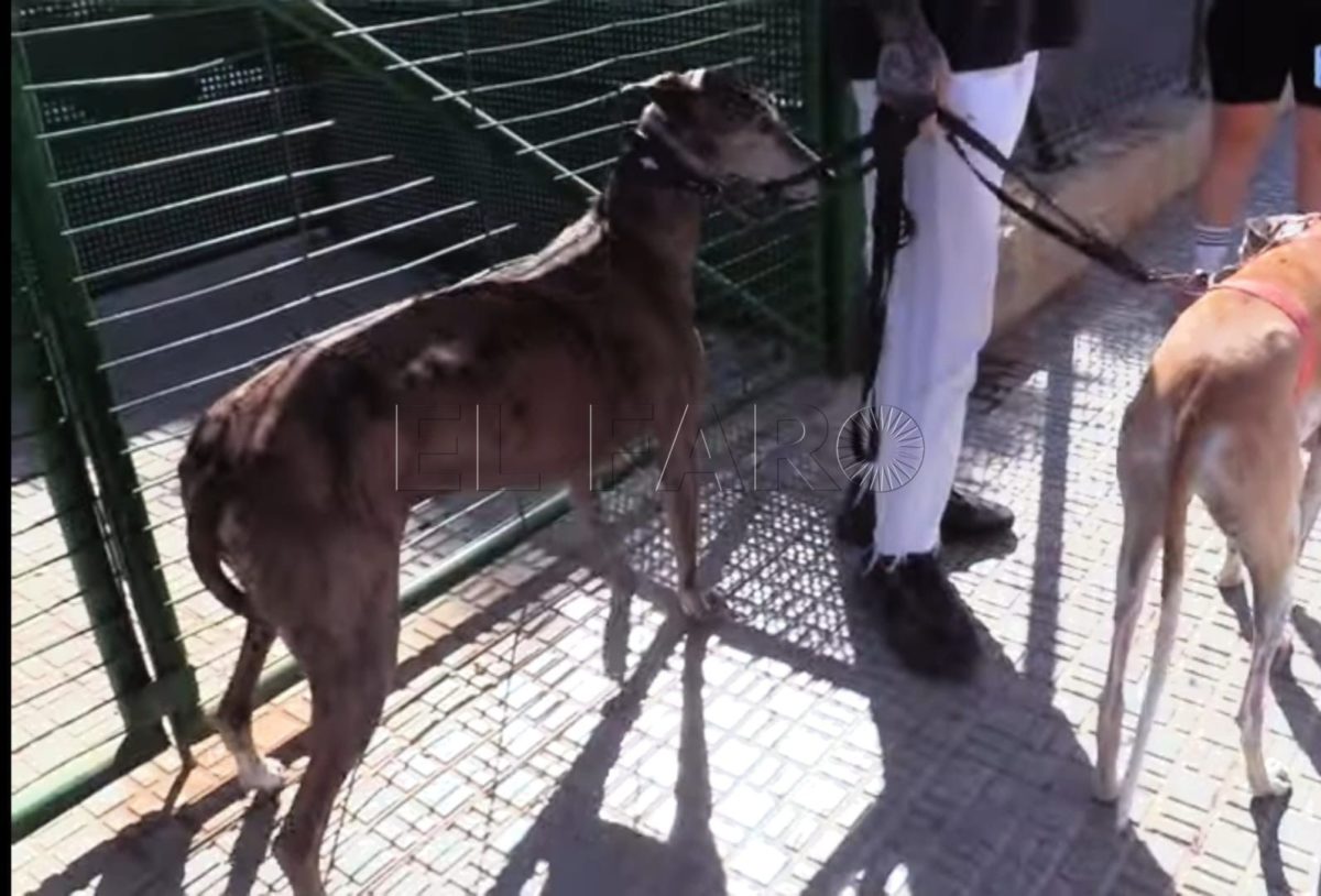 seguro civil mascotas