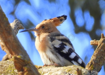 Abubilla (Upupa epops)