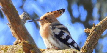 Abubilla (Upupa epops)