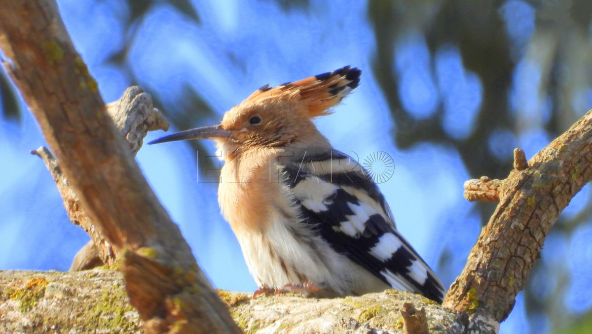 Abubillas. El azote de la procesionaria