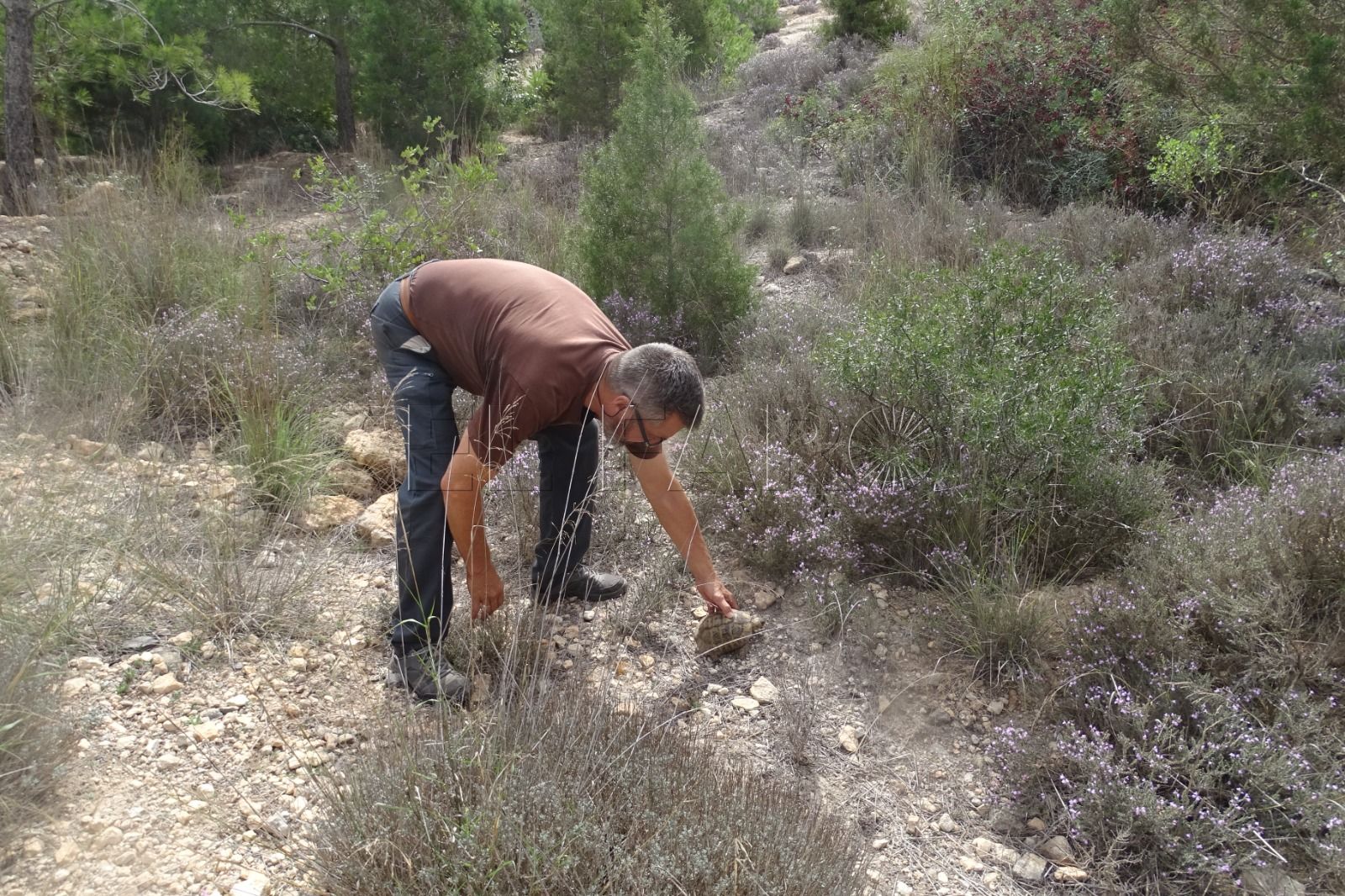 Reintroducen tortugas mora en la Zona de Especial Conservación del Nano
