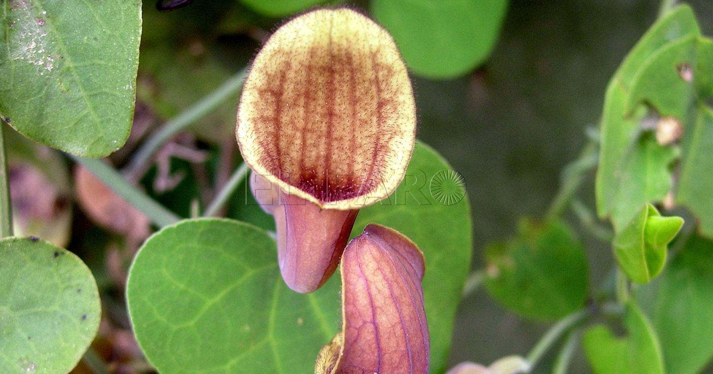 Aristoloquia