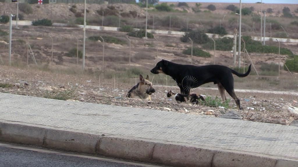 La convivencia endémica de Melilla con la rabia: tres casos al año desde 1983