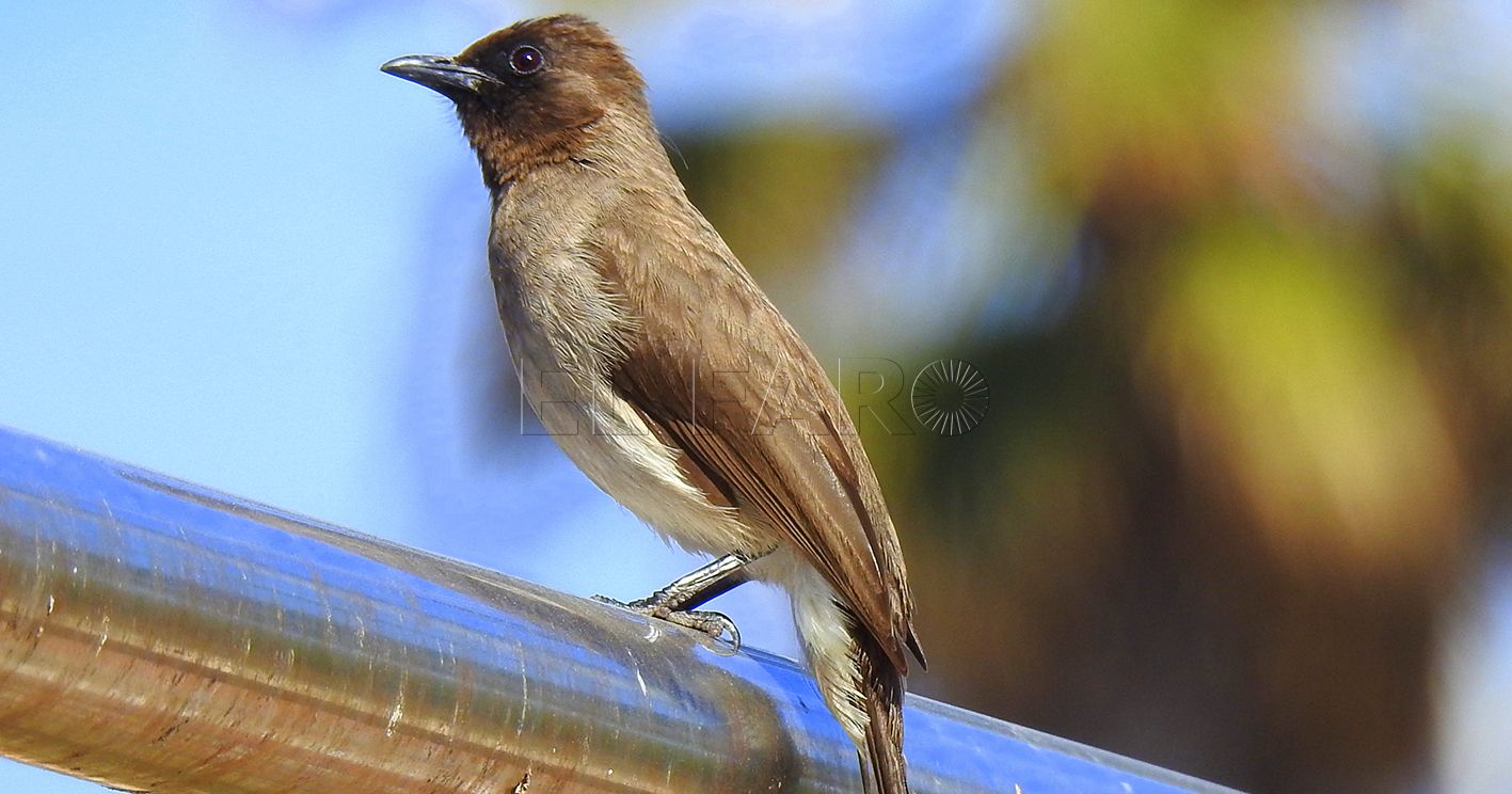 Bulbul naranjero