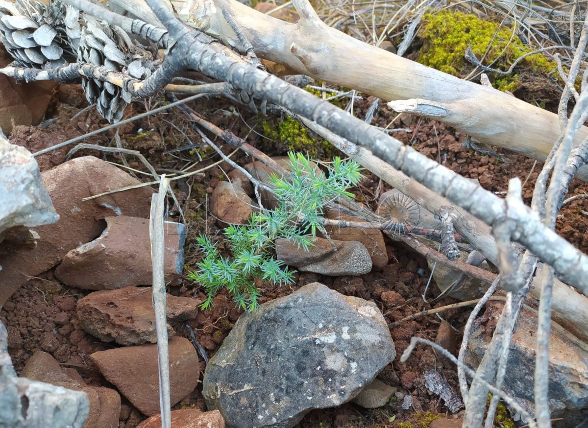 Ecologismo, teselas y bellotas