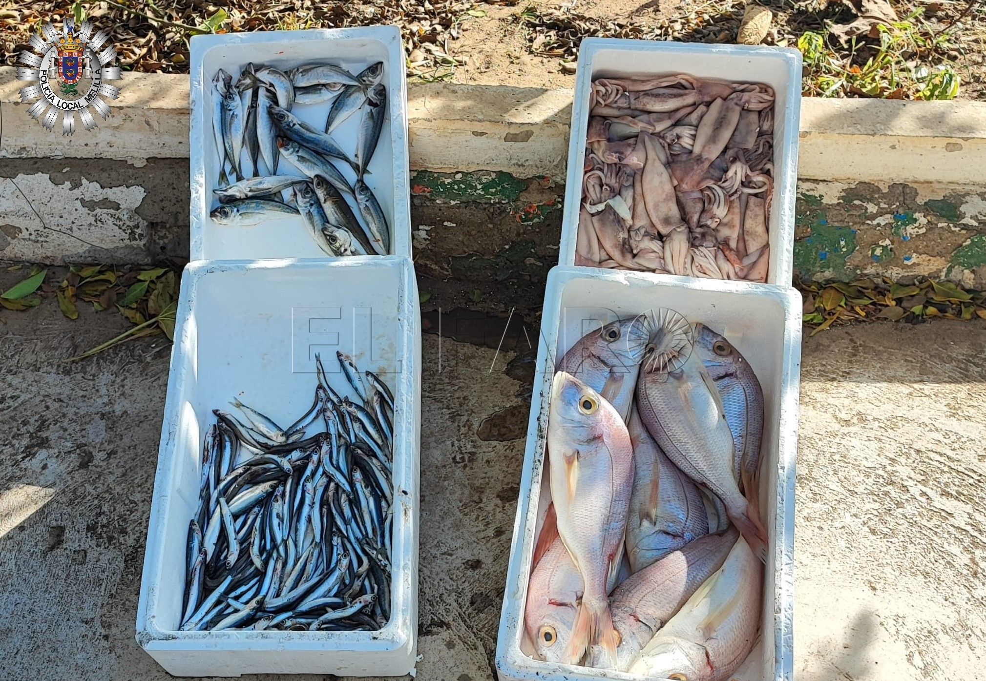 Decomisadas cuatro cajas de pescado