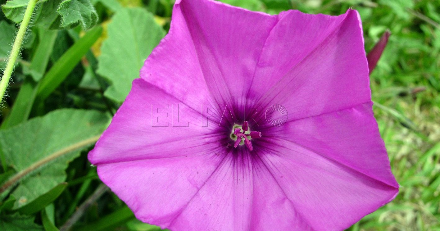 Campanilla rosa