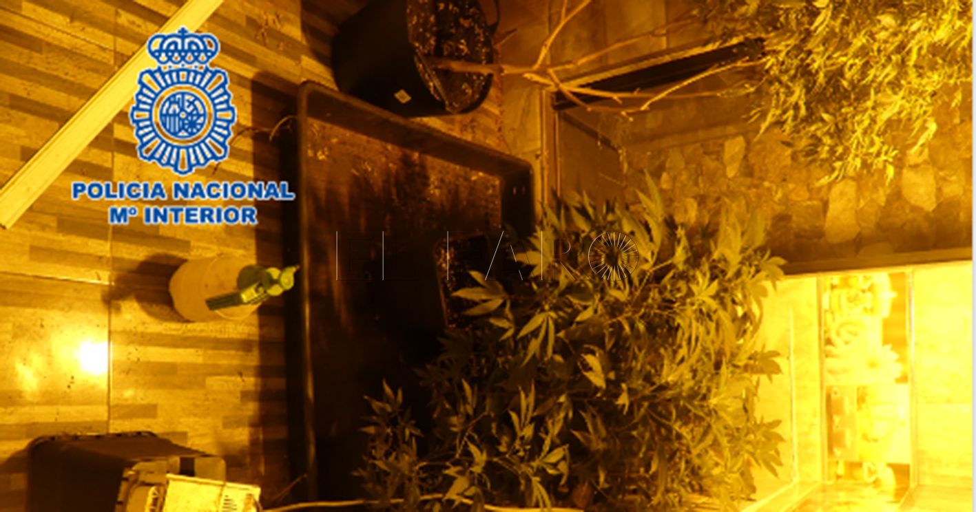 La Policía se incauta de varias plantaciones de marihuana en el Monte María Cristina