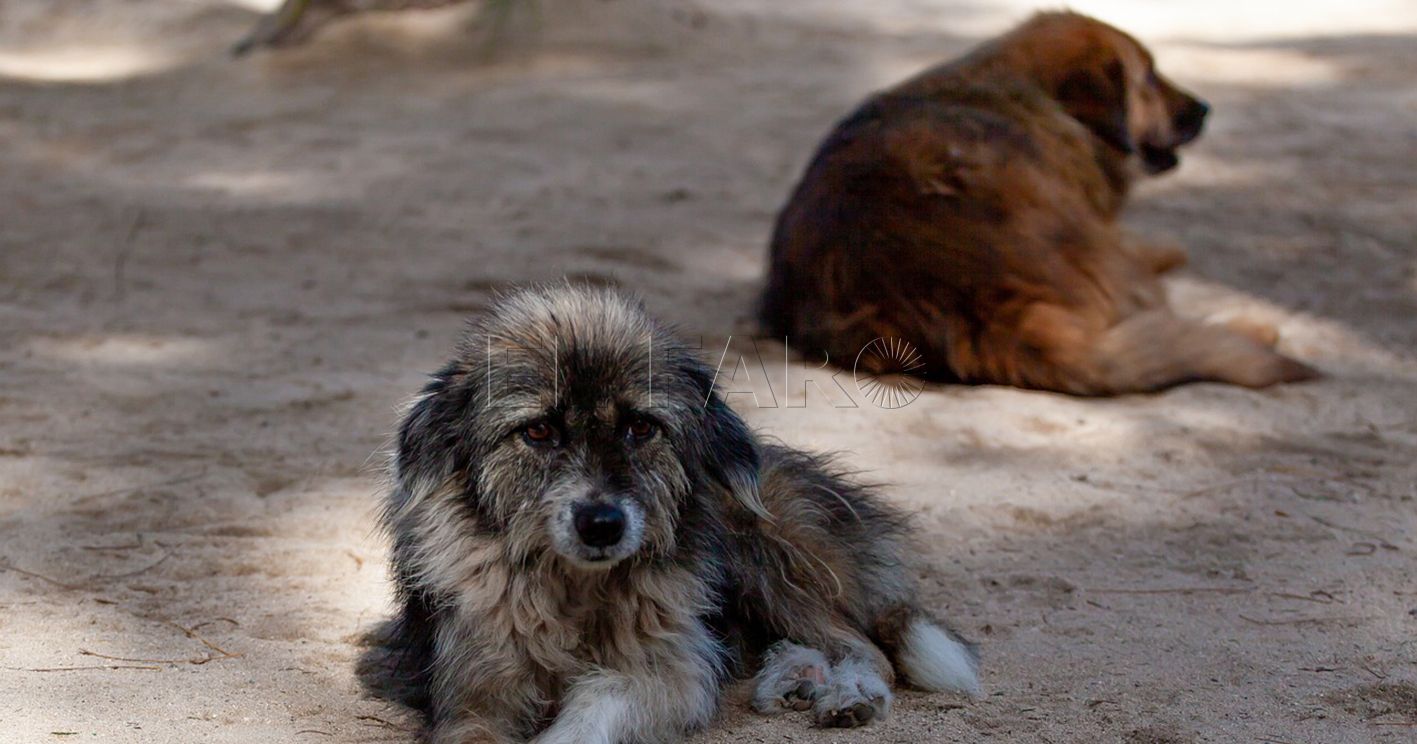 No conviene tomarse a broma la rabia