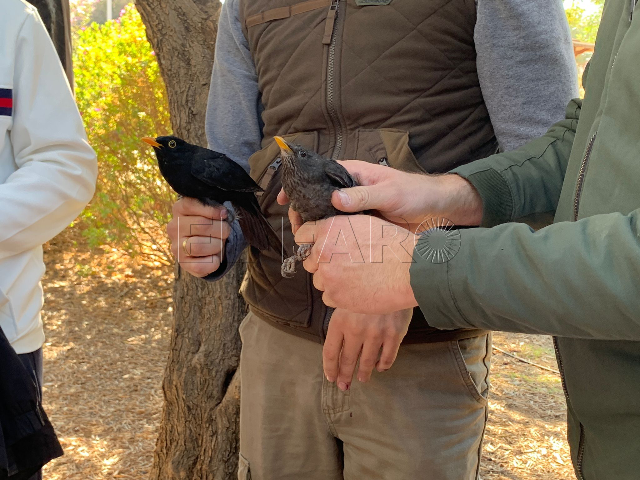 Unos 50 alumnos del IES Miguel Fernández participan junto a SEO Bird Life en un anillamiento científico