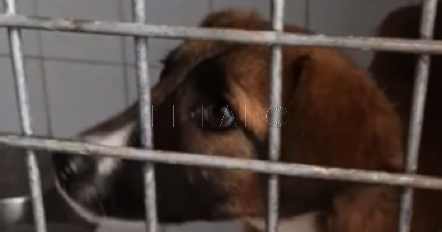 Nuevo caso de rabia de un perro en Melilla