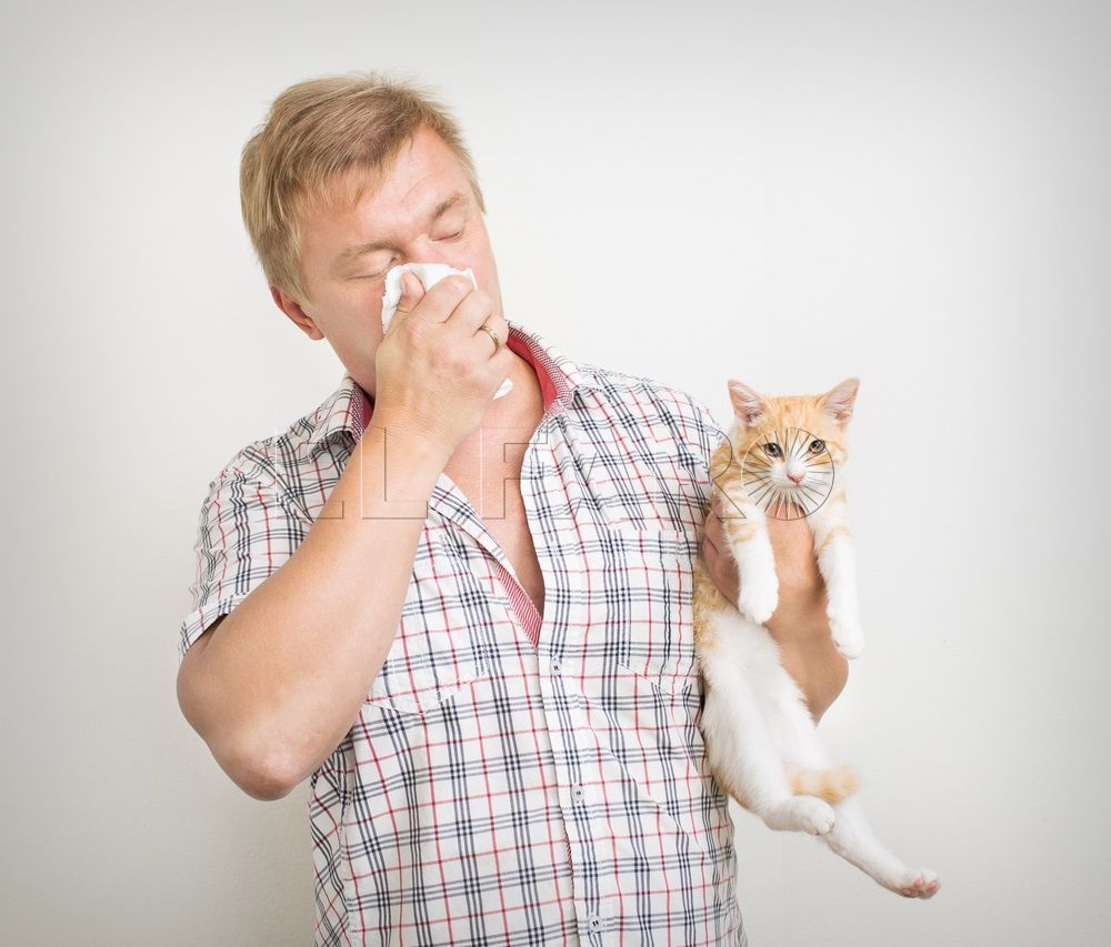 Desmitificando la alergia a los gatos