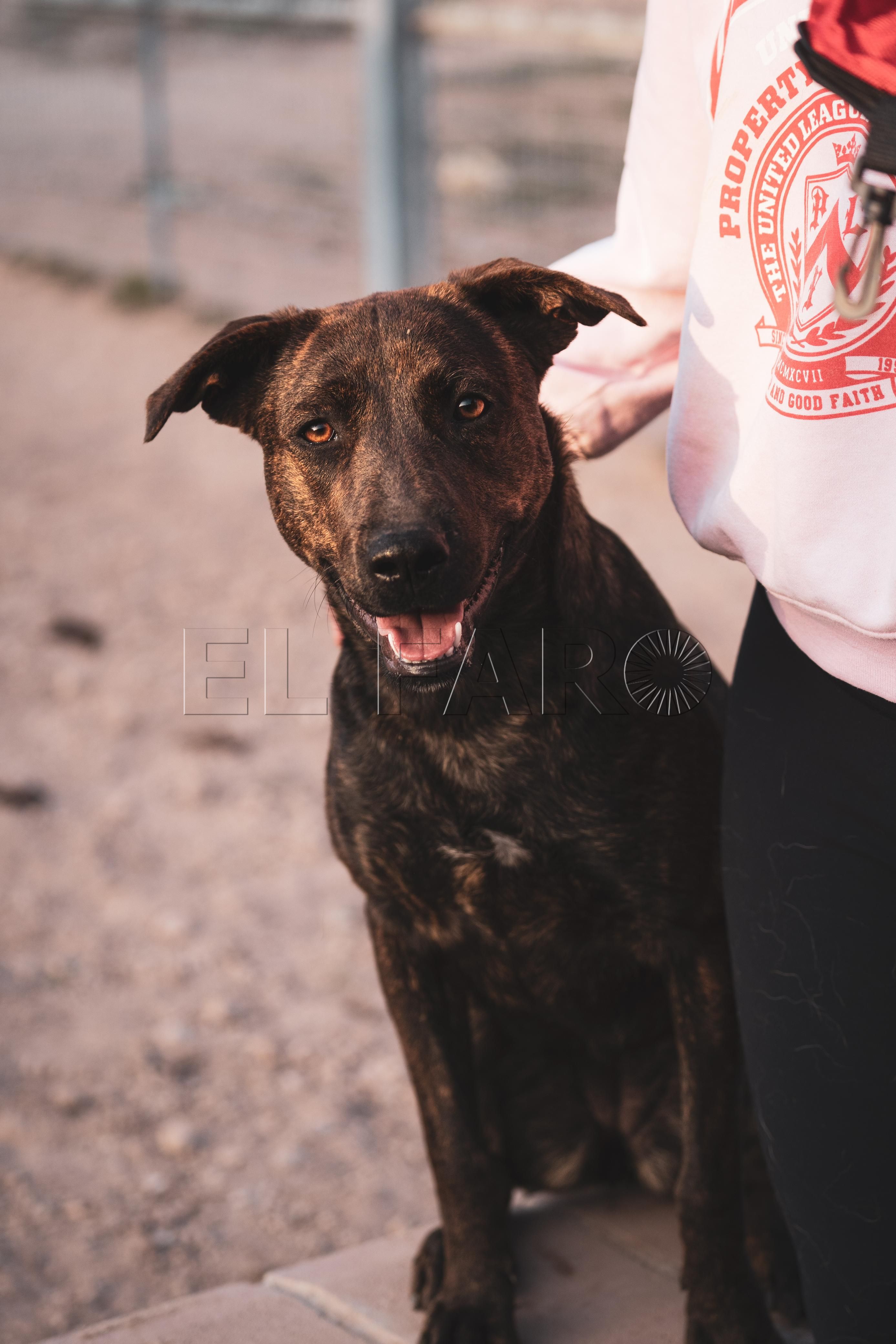 Carol busca un hogar