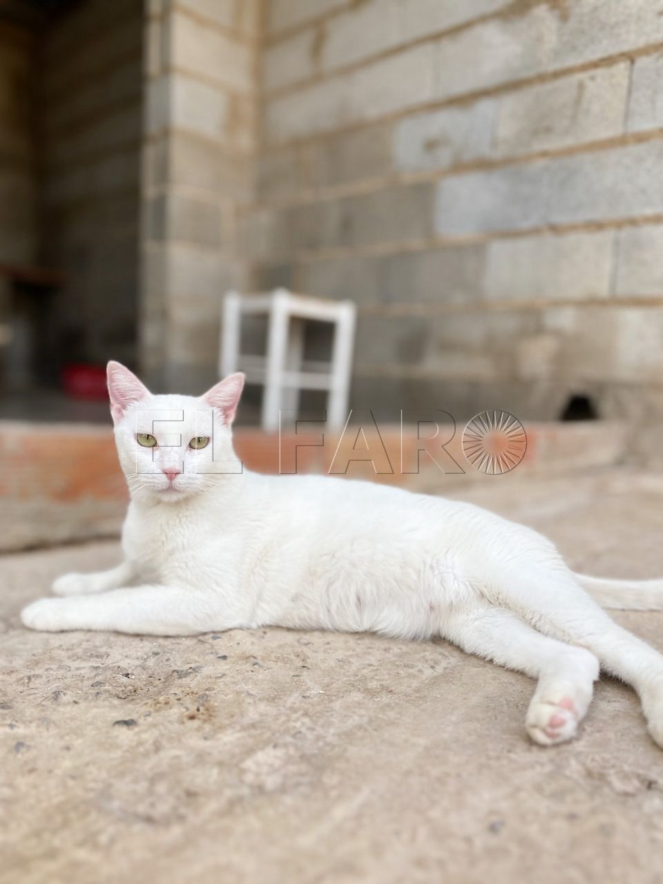 En busca de un hogar: Blissa