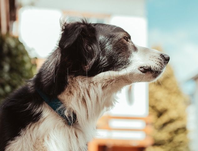 Cuidado con los parásitos en invierno