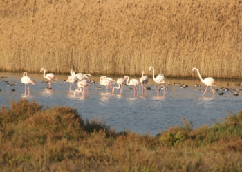 SEO Birdlife Melilla organiza una excursión a la Mar Chica para el sábado 17 de febrero