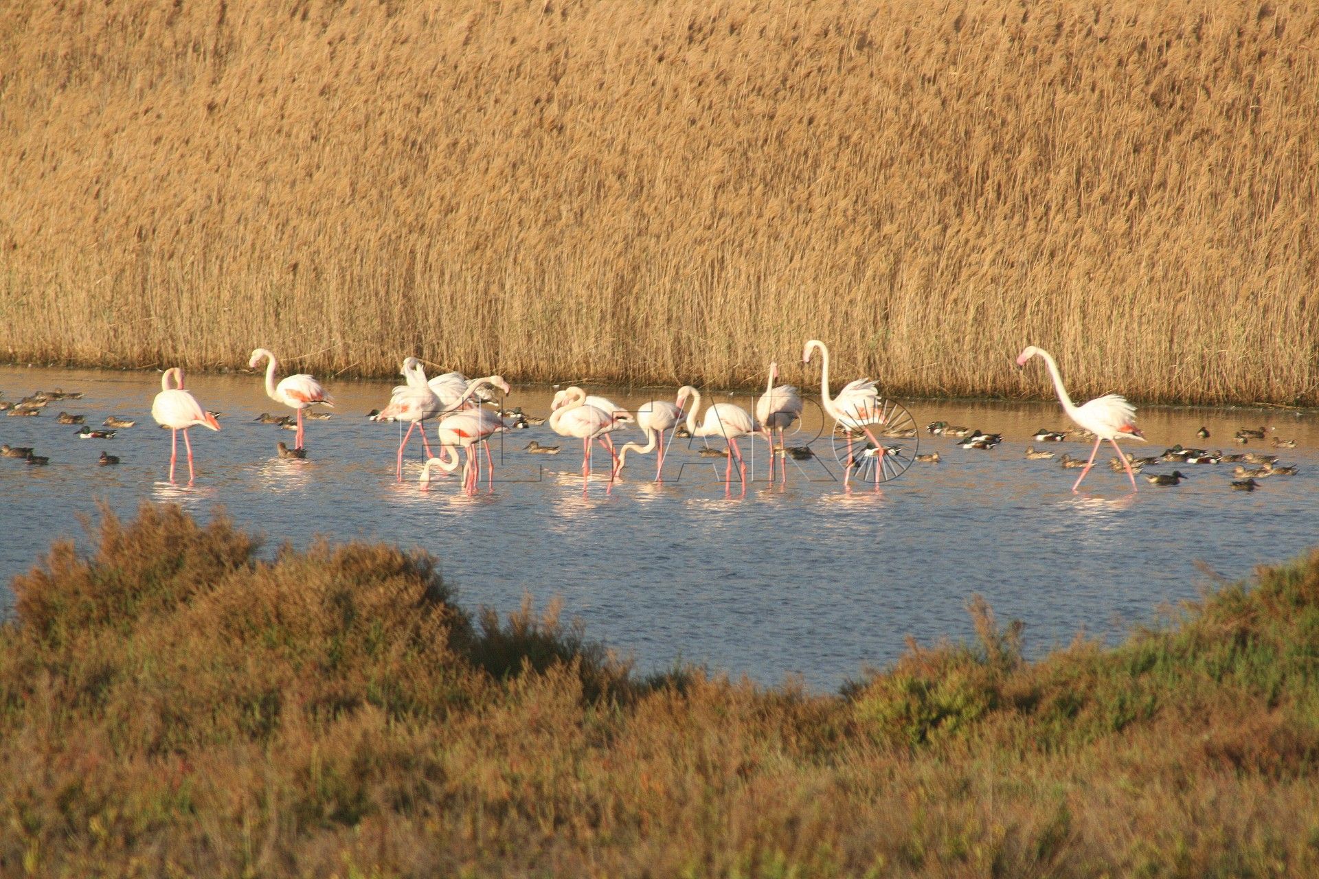SEO Birdlife Melilla organiza una excursión a la Mar Chica para el sábado 17 de febrero