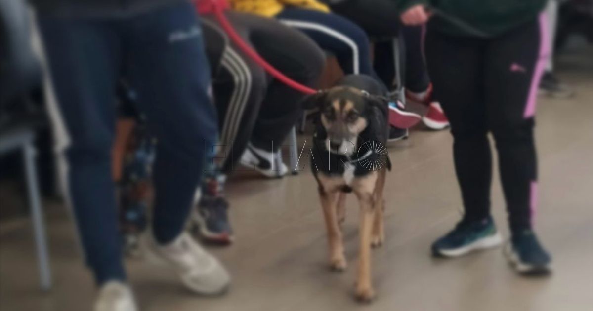 Mae, de vivir en las calles de Marruecos a perrita de terapia asistida