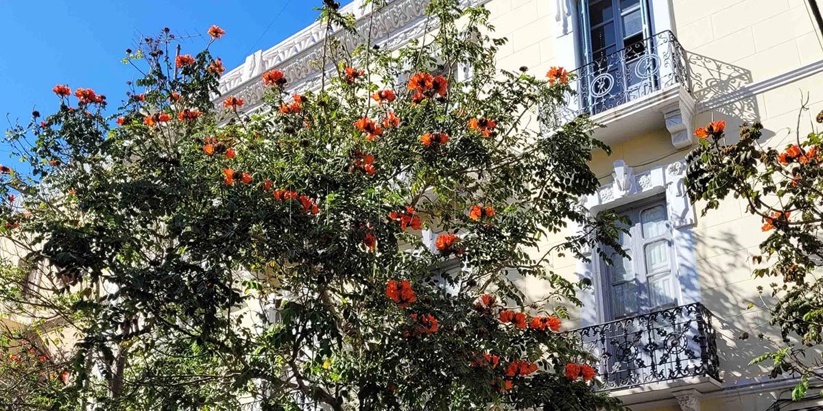 Medio Ambiente proyecta la reforestación de la ciudad con la plantación de 2 mil árboles