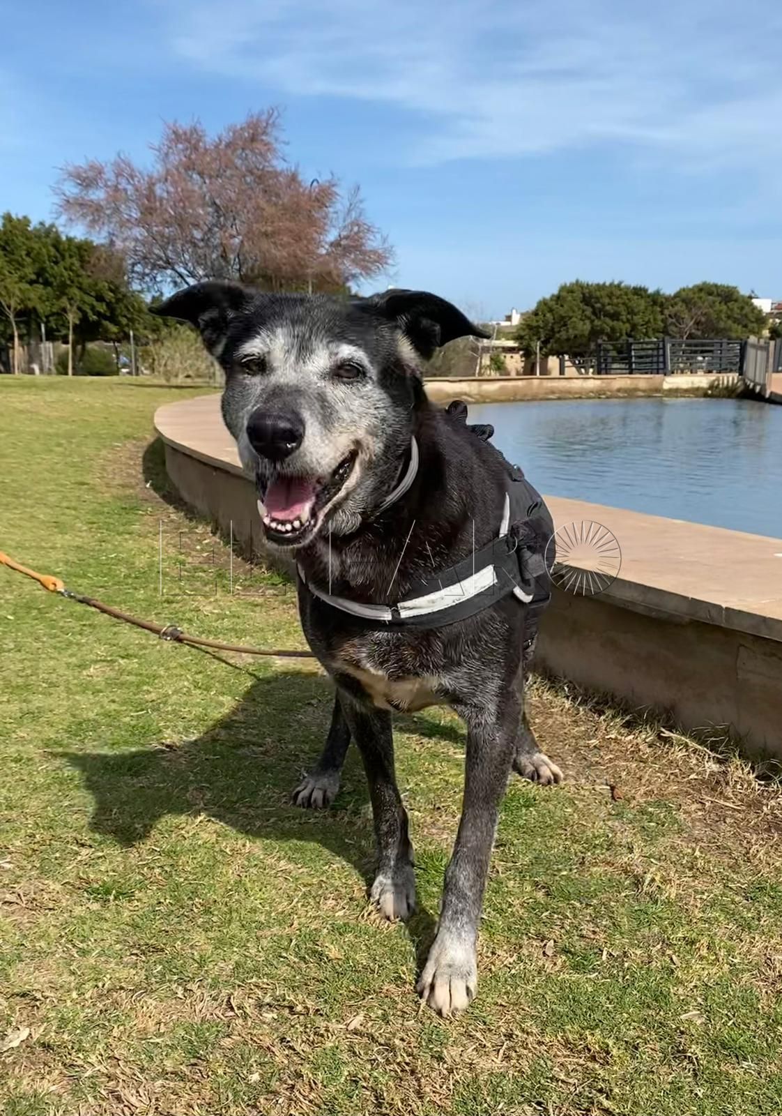 En busca de un hogar: Irina
