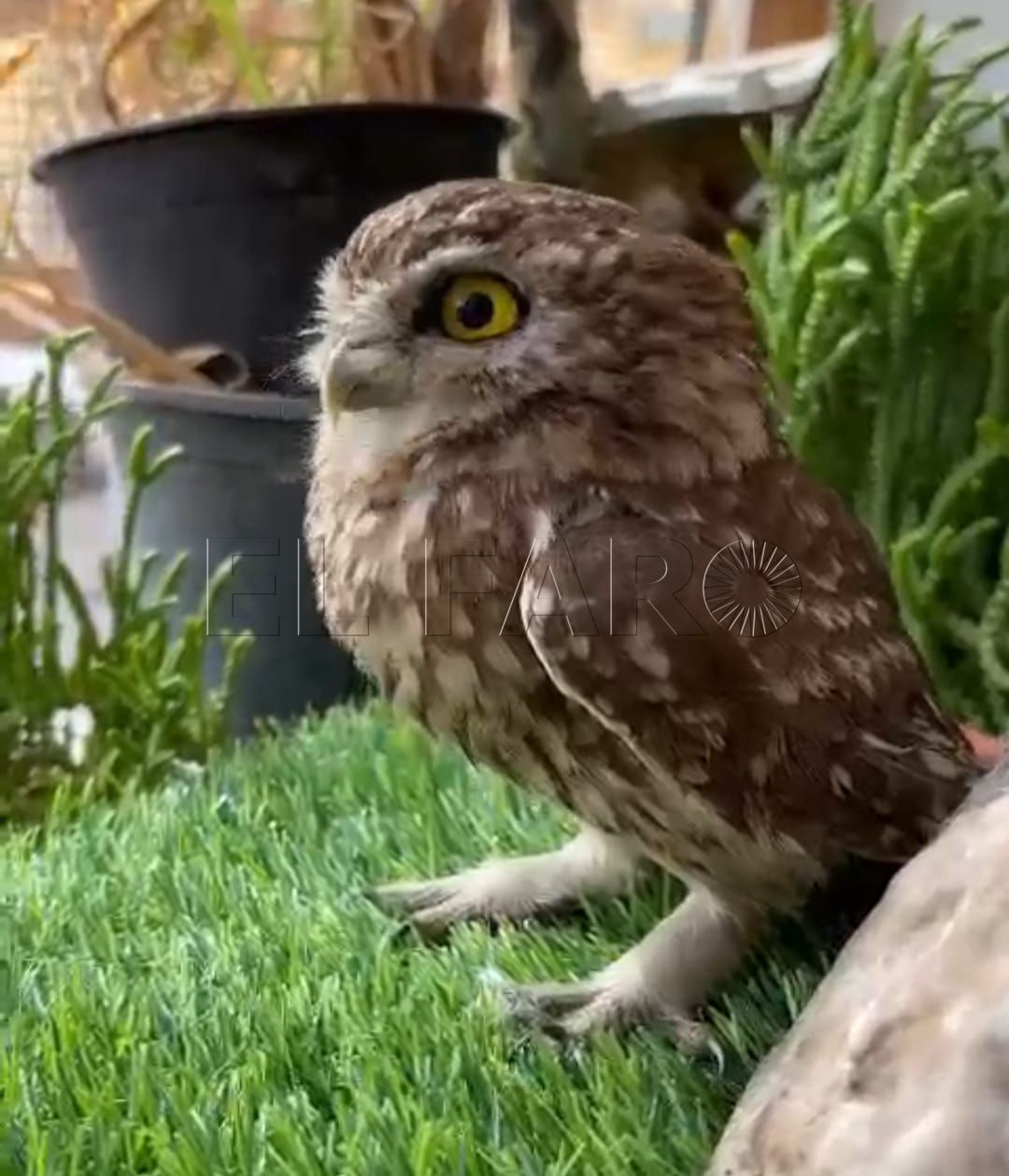 Guelaya pide luchar contra la caza de aves con pegamento