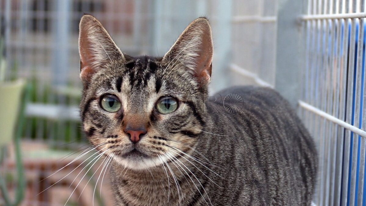 Asociaciones animalistas muestran su rechazo al traslado de la colonia felina del Parque Lobera