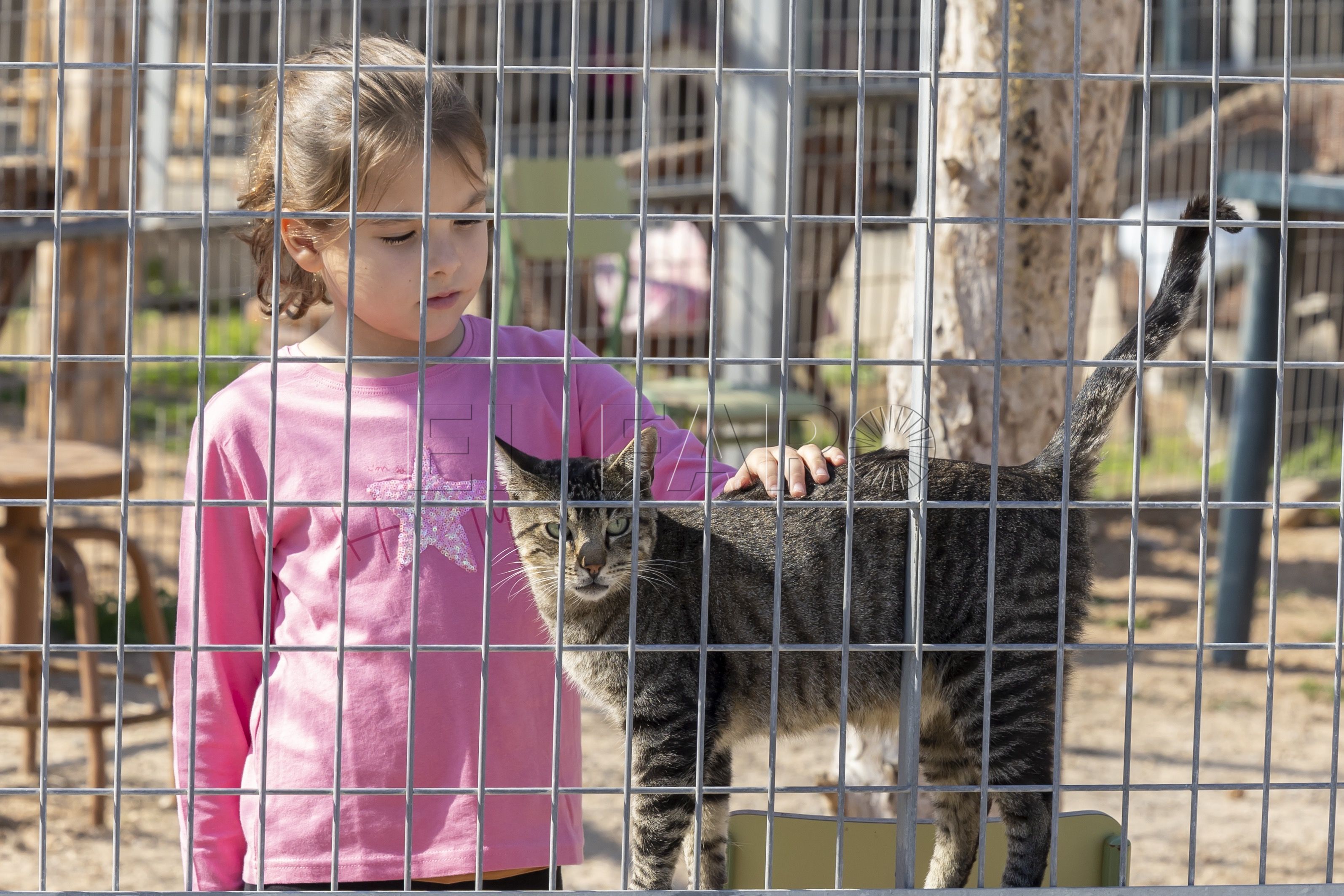 Los beneficios de las mascotas para la salud mental