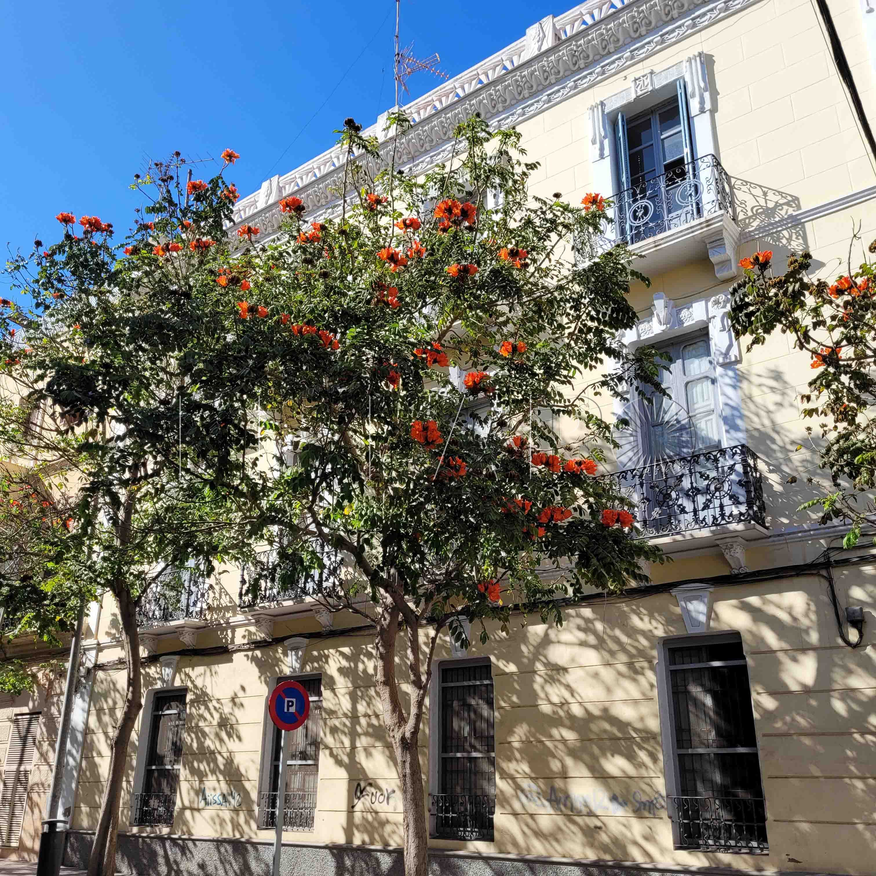 Talher replantará hasta 300 nuevos árboles antes de la primavera