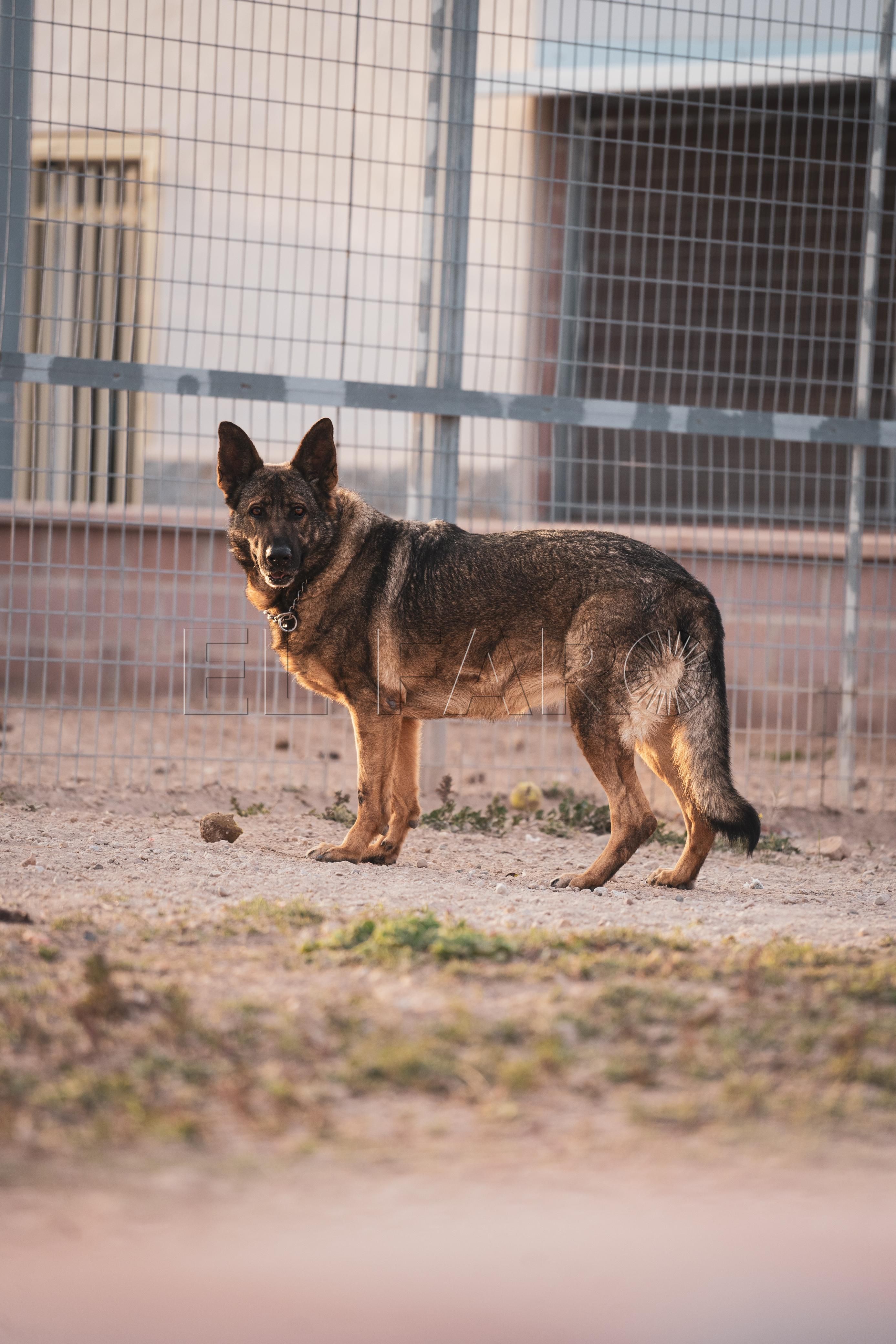 En busca de un hogar: Everest