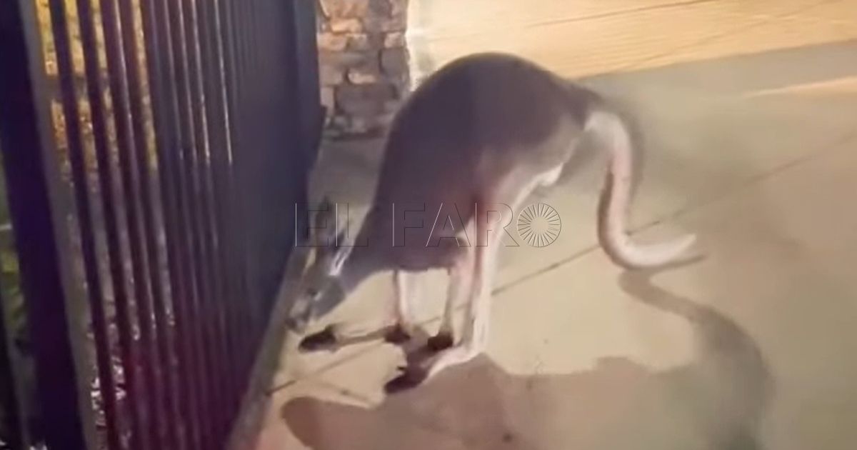 Capturan a un canguro en la piscina de una comunidad de vecinos